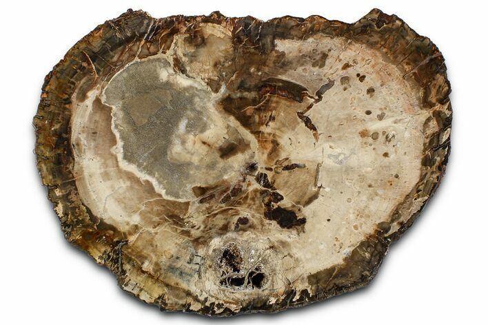 Polished Petrified Wood (Araucaria) Round - Madagascar #361489